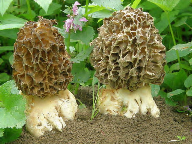 Мицелий Сморчка толстоногого (Morchella crassipes)